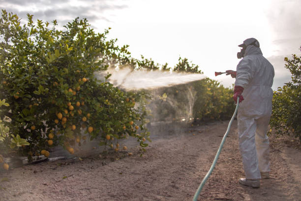Best Local Pest Control Services  in El Dorado, AR