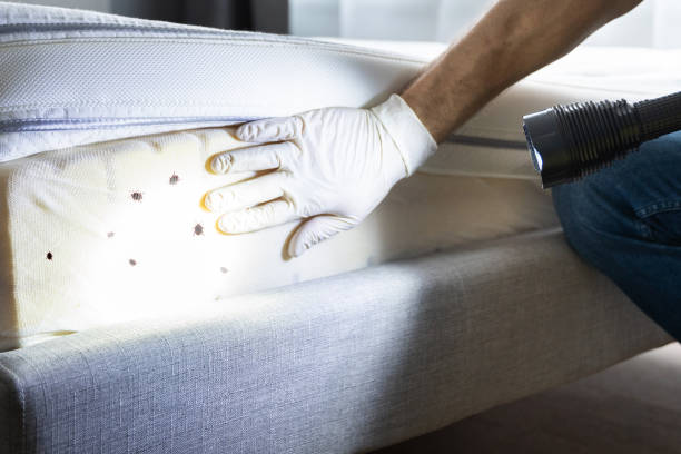 Wasp Removal Services in El Dorado, AR