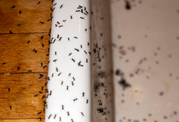 Best Pest Control Cost  in El Dorado, AR