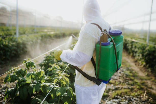Best Wasp Removal Services  in El Dorado, AR